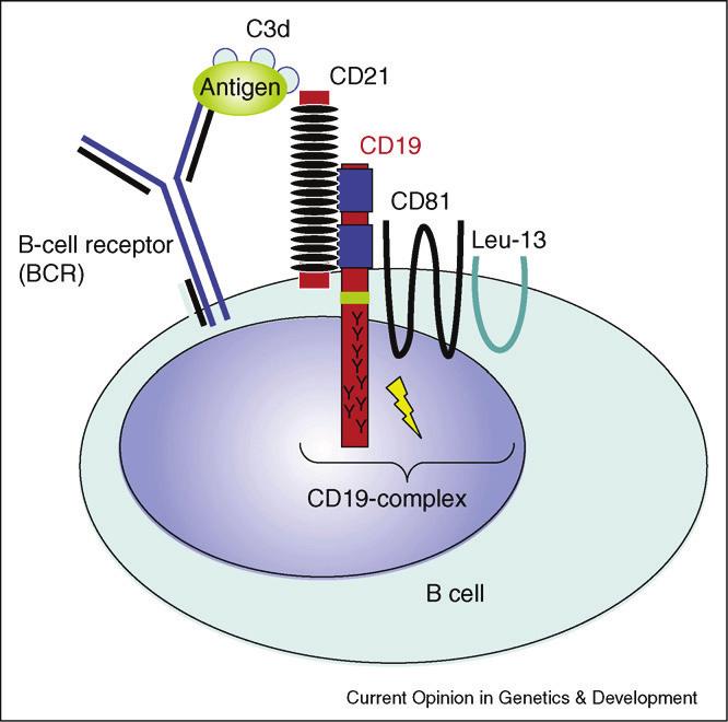 Current Opinion in Genetics and Development 2007 Şekil 9: CD19 kompleksi ve BhR-antijen etkileşimi BAFF-R, TACI ve BCMA (B cell maturation antigen), B hücre gelişiminin çeşitli evrelerinde görev alan