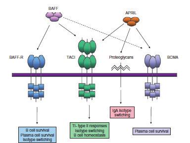 Ayrıca hem T lenfosit bağımlı hem T-bağımsız immün yanıt bozulmuştur (97,109). APRIL ise B hücre yaşam süresine etki etmez, ancak invitro olarak T ve B hücre proliferasyonnu arttırdığı gösterilmiştir.