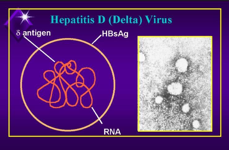 Hepatit Delta virüsü (HDV) Defektif bir RNA virüsü Replike olabilmesi için gerekli olan zarf proteinini