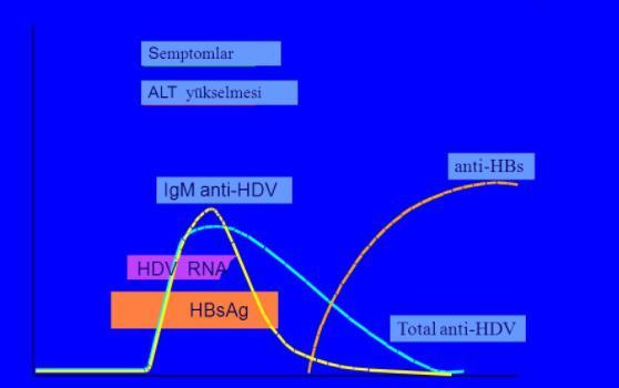 HBV-HDV Koinfeksiyonu 3-7 haftalık kuluçka dönemi HBsAg + Anti-HBc IgM (+) HDAg ve HDV-RNA (+) (HDAg serum ve KC dokusunda tesbit edilebilir.