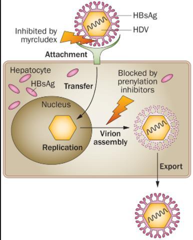 Myrcludex B: Faz 2 Sentetik N- asetillenmiş pres1 lipopeptidi. HBV nin sodium taurocholate cotransporting polypeptide (NTCP) aracığıyla hepatosite girişini engeller.