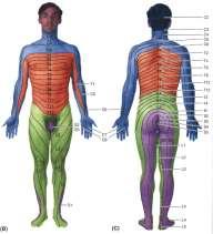 D E R M A T O M L A R DERMATOM SAHALARI Spinal sinirlerin arka dallarının yüzeyde dağılmaları ile oluşan sahalardır. İlk dermatom sahası C2 ye aittir. Erkeklerde meme başından geçen saha T4 tür.