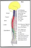 Her segmentten bir çift sinir çıkar. Pars cervicales (boyun) 8 çift Pars thoracica (göğüs).12 çift Pars lumbalis (bel) 5 çift Pars sacralis (sakral) 5 çift Pars coccygea (koksigeal).