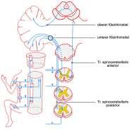 .Spinoserebellar yollar (tr.spinocerebellaris anterior ve posterior): Derin,bilinçsiz kas-eklem duyusu ile ilgilidir, funiculus lateralis te yer alır. Tr.