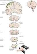 Nöron: Vermis cerebelli (lobuli I-IV) Cerebellum ile somatik muskuler aktivitenin koordinasyonu, muskuler tonus regülasyonu ve dengesinin sağlanmasında rol alır.