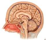 Embriyolojik olarak: - prosencephalon (cerebrum ve diencephalon) - mesencephalon - rhombencephalon (pons, medulla oblangata, cerebellum) keseciklerinden oluşur.