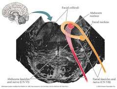 Nuclei vestibulares e gelen afferentler: İç kulaktaki denge reseptörlerinden Cortex cerebelli den Nucleus fastigii den Kontralateral nuclei vestibulares ten afferent impulslar gelir Nuclei