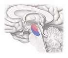 MESENCEPHALON DAKİ ÇEKİRDEKLER Nuc.mesencephalicus n.trigemini Nuc.mesencephalicus n.trigemini Nuc./Strata colliculi superioris Nuc.