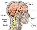 MESENCEPHALON SENDROMLARI En sık olarak a.basilaris in paramedian dallarının tıkanması sonucu CN-III veya bunun çekirdekleri ile ilgili belirtiler (asimetrik pupilla) görülür.