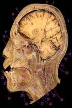 CEREBELLUM Cerebellum hareketlerin kontrolünü ve dengemizi; -İsteğimiz dışında iskelet kaslarının