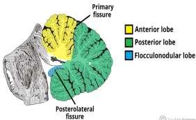 CEREBELLUM Embriyolojik olarak duysal ünitelerden gelişmiştir.