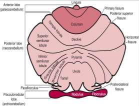 1. Paleocerebellum (Anterior lob): Pyramis vermis, Uvula vermis Tr.