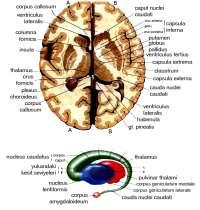 BAZAL GANGLİONLAR VE BEYAZ CEVHER SULCUS LATERALİS CEREBRİ (SYLVİİ OLUĞU) DEN GİRİŞTE SIRA