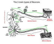 SİNİR SİSTEMİNİN YAPISI Sinir sistemi oluşumları (beyin,omurilik, ganglionlar) sinir dokusundan yapılıdır.