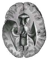 interstitialis (Cajal) Colliculus superior Nuclei