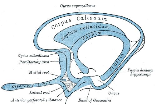 YAZICISI Hippocampus formasyonu, gyrus
