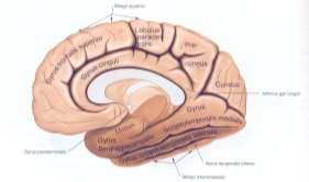 GYRUS PARAHİPPOCAMPALİS VE UNCUS GYRİ PARAHİPPOCAMPALİS İnsanlarda korteksin