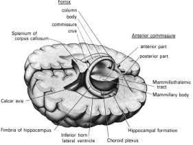 isokorteks (aynı korteks) olarak adlandırılır.