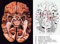 GÖRME YOLU 1. Tr. opticus 2. Bulbus olfactorius 3. Trigonum olfactorius 4. Stria olfactora medialis 5. Stria olfactoria lateralis 6. N. opticus 7. Chiasma opticum 8. Limen insulae 9.