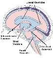30 ml ventriküler sistemde, 100 ml subaraknoid aralıkta toplam 130 ml B.O.S un % 60 ı dört beyin ventrikülünde bulunan plex. choroideus larda üretilir.