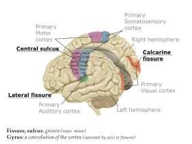 Occipital lopta bulunan önemli alanlar: Primer görme alanı: Sulcus calcarinus un üst ve alt tarafında bulunur. Sekonder görme alanı: Primer görme alanının çevresinde yerleşmiştir.