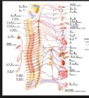 Paravertebral ganglionlar, multipoler nöronlar (II. otonon nöronlar) dan oluşur. Sinaps yapmadan paravertebral ganglionlardan geçen preganglioner lifler(nn. splanchnici) de vardır.