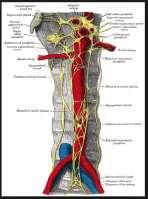 önünde, torasik, abdominal, ve pelvik büyük damarların yakınında bulunan prevertebral ganglionlardaki II. otonon nöronlarla sinaps yaparlar. n. splanchnicus major..plex. coeliacus.