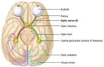 KRANIAL SINIRLER II. N. opticus (SSA) Fonksiyon Başlangıç Sonlanma Patoloji GÖRME IŞIK REF.