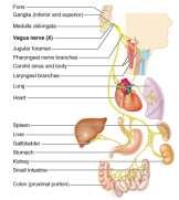 KRANIAL SINIRLER IX. N. glossopharyngeus (GSA,GVA,GVE,SVA,SVE) Fonksiyon Başlangıç Sonlanma Patoloji KRANIAL SINIRLER Glossofaringeal sinir -Yutma -Farinks duyusu -Tat duyusu Bulbus -Motor (nuc.