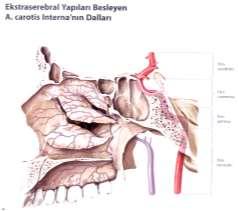 sinus cavernosi (sinus cavernosus a girer ve onun dış duvarını, hipofizi, ggl.