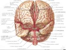 choroidea anterior (lateral ventriküllerin plexus choroideus unu oluşturur. Crus cerebri, corpus geniculatum laterale, tr.