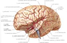 CEREBRİ MEDİA, SYLVİİ YARIĞINA