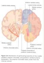 CEREBRİ MEDİA TARAFINDAN BESLENİR Lateral