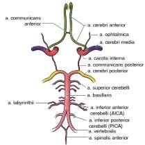 Vertebral