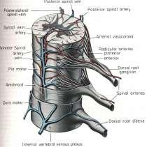 spinalis