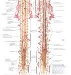 intercostales posteriores Aa. lumbales Rr.