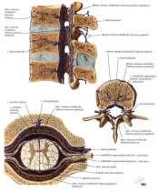 v. spinalis