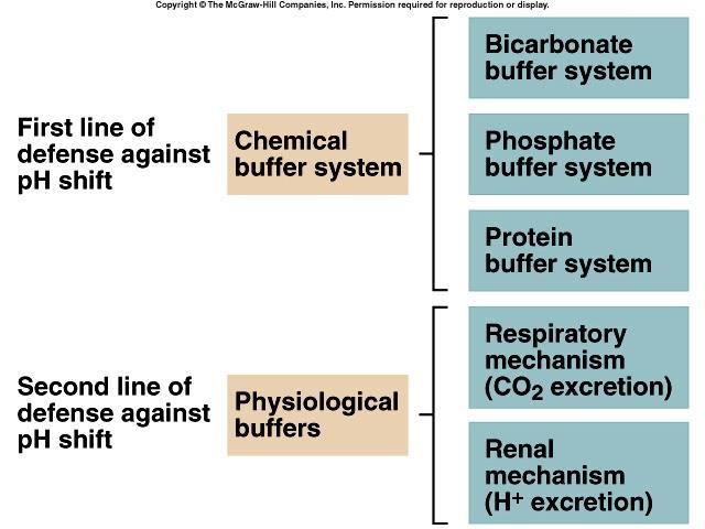 ph değişikliğinde ilk defans hattı ph değişikliğinde ikinci defans hattı Kimyasal tampon sistemleri Fizyolojik tamponlar Bikarbonat