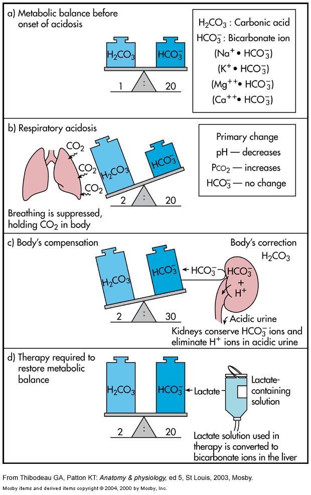 Respiratuar asidozda kompanzasyon Asidozdan önce metabolik denge Böbrek kompanzasyonu Respiratuar asidoz Böbrekler HCO 3 - tutar H + atar (asidik idrar) S solunum deprese olur,