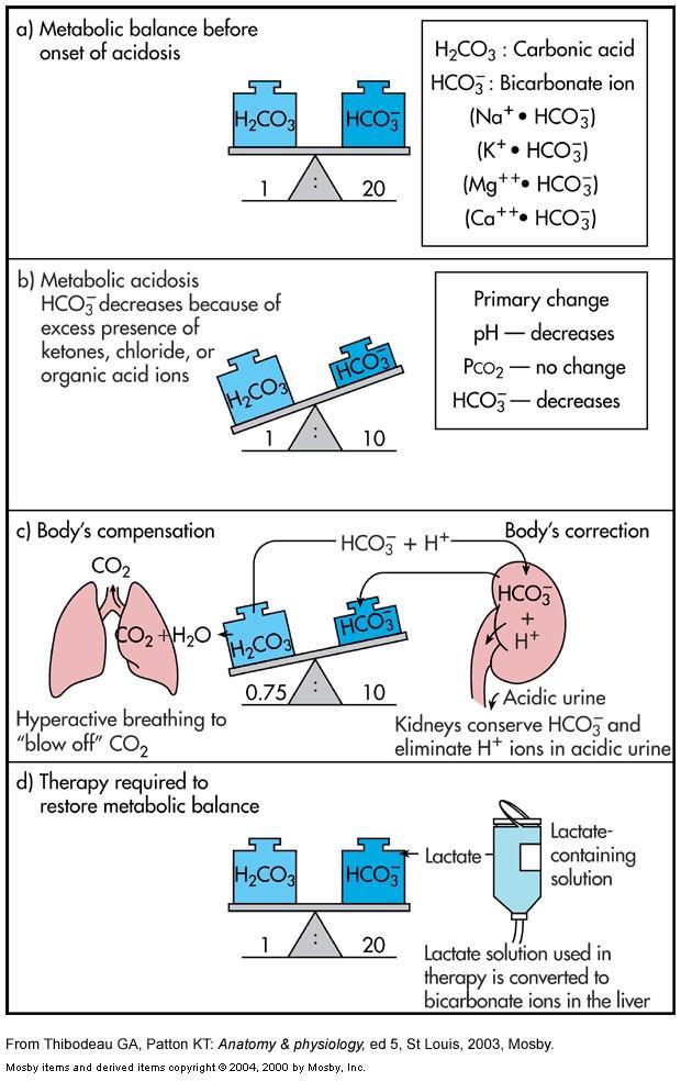 Metabolik asidozda kompanzasyon CO 2 in düşürülmesi için solunum