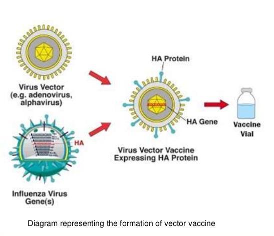 Viral Vektör Aşıları Alphavirus, poxvirus, lentivirus,modifiye Vaccinia Virus Ankara (MVA), Canarypoxvirus, Adenovirus Hücresel ve humoral, mukozal immün yanıtı uyarma,kolay üretim.