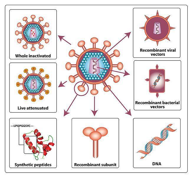 Canarypox vektorvirus+ BHIV gag,pro, E gp120 (ALVAC-HIV) bivalan (AIDSVAX) B/E gp120