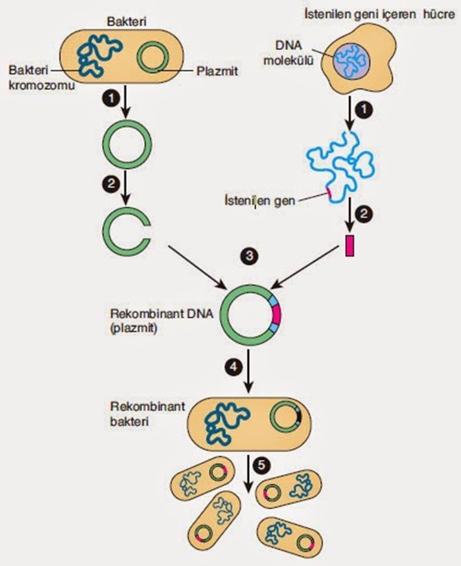 Klonlanmak (istenen) gen belirlenir. Vektör bakteri ve klonlanacak olan gen aynı restriksiyon enzimleri ile kesilir.