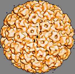 Human Papillomavirus (HPV) Çift sarmallı DNA 7800 nükleotid parçası Tanımlanmış yaklaşık 80 infektif alt-tipden 40