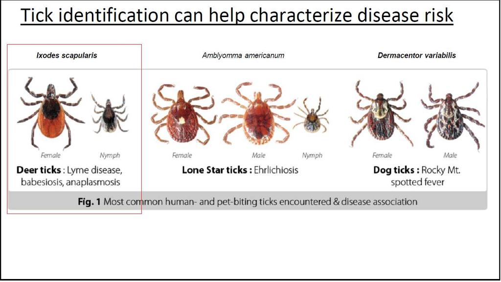 IXODES CİNSİ KENELER TAŞIYOR 06.11.