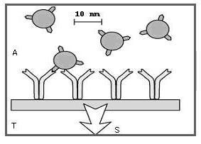 Biyoaffinite Esaslı Biyosensörler; örneğin; iletici sistem üzerinde antikor immobilizasyonuyla antijenlerin tayini (a),