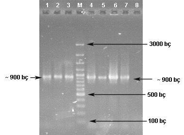 4.2. Enterococcus spp. İzolatlarının 16S rdna Dizi Analizi ile Tür Düzeyinde Tanısı Türe özgü primerler ile tanısı yapılamayan 7 Enterococcus spp.