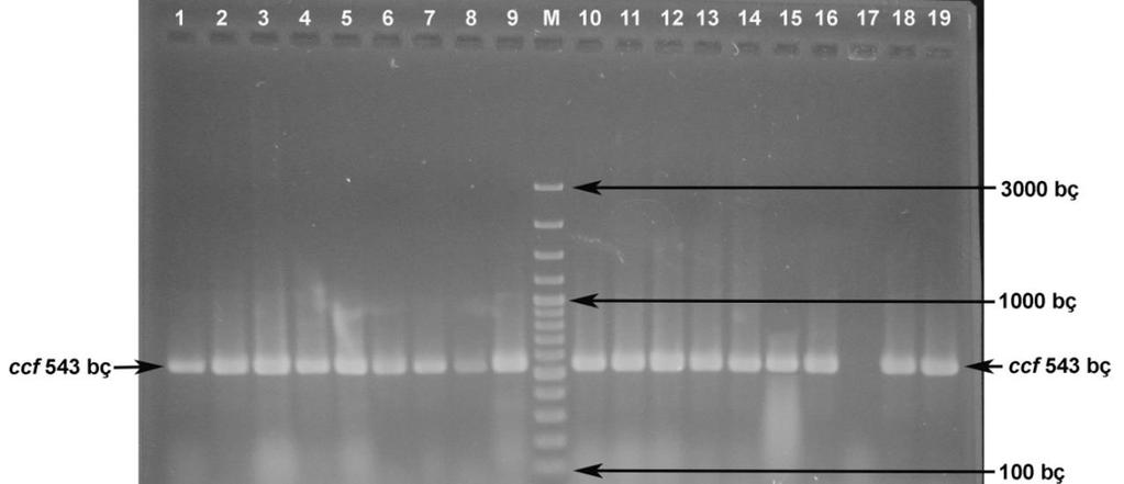 Şekil 4.6. Enterococcus suşlarında ccf geninin PZR amplifikasyonu 1. E. faecium RS12.1 : 543 bç 2. E. faecalis RS21.3 : 543 bç 3. E. faecalis RS21.4 : 543 bç 4. E. faecalis RS21.1 : 543 bç 5. E. faecalis RS21.2 : 543 bç 6.