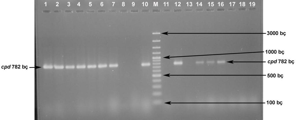 Şekil 4.7. Enterococcus suşlarında cpd geninin PZR amplifikasyonu 1. E. faecalis RS27.3 : 782 bç 2. E. faecalis RS27.4 : 782 bç 3. E. faecalis RS27.5 : 782 bç 4. E. faecalis RS27.6 : 782 bç 5. E. faecalis RS29.