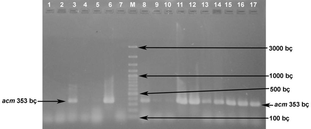Şekil 4.12. Enterococcus suşlarında acm geninin PZR amplifikasyonu 1. E. faecalis RS27.5 : - 2. E. faecalis RS27.6 : - 3. E. faecalis RS29.1 : 353 bç 4. E. faecalis RS32.5 : - 5. E. faecalis RS32.6 : - 6.